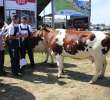 Bydło - Szepietowo 2012 XIX Regionalna Wystawa Zwierząt Hodowlanych - 12