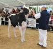 VII Ogólnopolska Wystawa Bydła Hodowlanego - 43