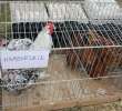 Drób - Szepietowo 2012 XIX Regionalna Wystawa Zwierząt Hodowlanych - 43