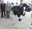Bydło - Szepietowo 2012 XIX Regionalna Wystawa Zwierząt Hodowlanych - 77