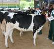 Bydło - Szepietowo 2012 XIX Regionalna Wystawa Zwierząt Hodowlanych - 114
