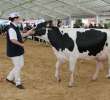 VII Ogólnopolska Wystawa Bydła Hodowlanego - 63
