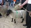 Owce - Szepietowo 2012 XIX Regionalna Wystawa Zwierząt Hodowlanych - 27