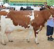 Bydło - Szepietowo 2012 XIX Regionalna Wystawa Zwierząt Hodowlanych - 134