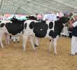 VII Ogólnopolska Wystawa Bydła Hodowlanego - 42