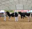 VII Ogólnopolska Wystawa Bydła Hodowlanego - 52