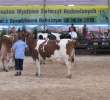 Bydło - Szepietowo 2012 XIX Regionalna Wystawa Zwierząt Hodowlanych - 44