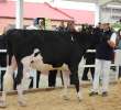 VII Ogólnopolska Wystawa Bydła Hodowlanego - 56