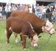 Bydło - Szepietowo 2012 XIX Regionalna Wystawa Zwierząt Hodowlanych - 55