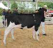 VII Ogólnopolska Wystawa Bydła Hodowlanego - 30