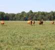 Wypas bydła zdjęcie nr 19