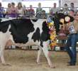 Bydło - Szepietowo 2012 XIX Regionalna Wystawa Zwierząt Hodowlanych - 129