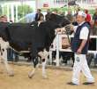 VII Ogólnopolska Wystawa Bydła Hodowlanego - 60