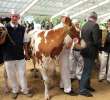 VII Ogólnopolska Wystawa Bydła Hodowlanego - 43