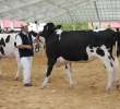 VII Ogólnopolska Wystawa Bydła Hodowlanego - 50
