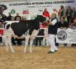 VII Ogólnopolska Wystawa Bydła Hodowlanego - 37