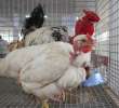 Drób - Szepietowo 2012 XIX Regionalna Wystawa Zwierząt Hodowlanych - 31