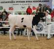 VII Ogólnopolska Wystawa Bydła Hodowlanego - 36