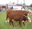 Bydło - Szepietowo 2012 XIX Regionalna Wystawa Zwierząt Hodowlanych - 56