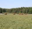 Wypas bydła zdjęcie nr 18