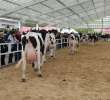 VII Ogólnopolska Wystawa Bydła Hodowlanego - 65