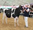 VII Ogólnopolska Wystawa Bydła Hodowlanego - 48