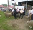Owce - Szepietowo 2012 XIX Regionalna Wystawa Zwierząt Hodowlanych - 47