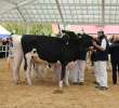 VII Ogólnopolska Wystawa Bydła Hodowlanego - 57