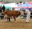 Prezentacja Championów na VII Ogólnopolskiej Wystawie Bydła Hodowlanego w Sielinku 2012 - 26