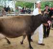 VII Ogólnopolska Wystawa Bydła Hodowlanego - 127