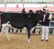 VII Ogólnopolska Wystawa Bydła Hodowlanego - 62