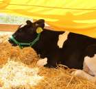 Foto reportaż z Targów Rolno-Ogrodnicze AGROMARSZ Marszew 2011