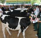 Bydło - Szepietowo 2012 XIX Regionalna Wystawa Zwierząt Hodowlanych - 112