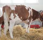 VII Ogólnopolska Wystawa Bydła Hodowlanego - 155