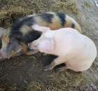 Agromarsz 2012 - 115