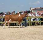 Nagordy dla superchampionów i championów  - 84