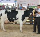 Bydło - Szepietowo 2012 XIX Regionalna Wystawa Zwierząt Hodowlanych - 131