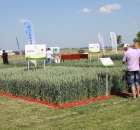 Polskie Zboża 2011 - Sobota