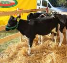 Foto reportaż z Targów Rolno-Ogrodnicze AGROMARSZ Marszew 2011