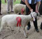 Owce - Szepietowo 2012 XIX Regionalna Wystawa Zwierząt Hodowlanych - 28