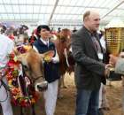 VII Ogólnopolska Wystawa Bydła Hodowlanego - 61