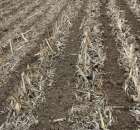 Kultywator STRIGER do uprawy pasowej - 14