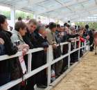 VII Ogólnopolska Wystawa Bydła Hodowlanego - 136