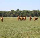 Wypas bydła zdjęcie nr 21