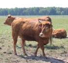 Wypas bydła zdjęcie nr 13