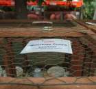 Gołębie Weisskopy Czarne