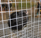 Foto reportaż z Międzynarodowych Targów Hodowli Zwierząt FARMA