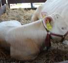 Bydło - Szepietowo 2012 XIX Regionalna Wystawa Zwierząt Hodowlanych - 34