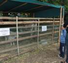 Bydło mięsne rasy Charolaise