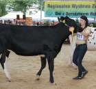 Bydło - Szepietowo 2012 XIX Regionalna Wystawa Zwierząt Hodowlanych - 124